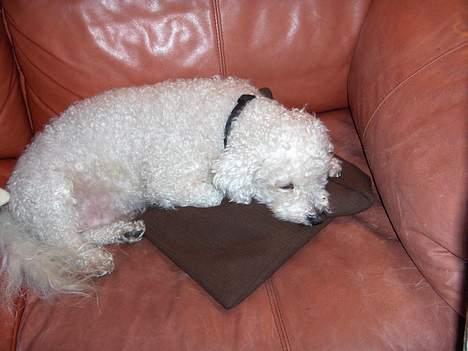 Bichon à poil frisé Oliver - find din egen pude.. den her er min! billede 8