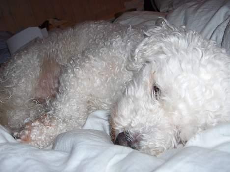 Bichon à poil frisé Oliver - møffe møffe billede 9