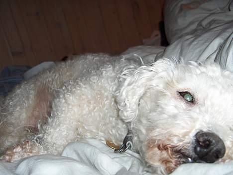 Bichon à poil frisé Oliver - ?? billede 10