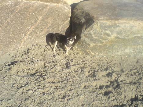 Chihuahua mingus - elsker stranden som jeg stort set bor ved siden af  billede 17