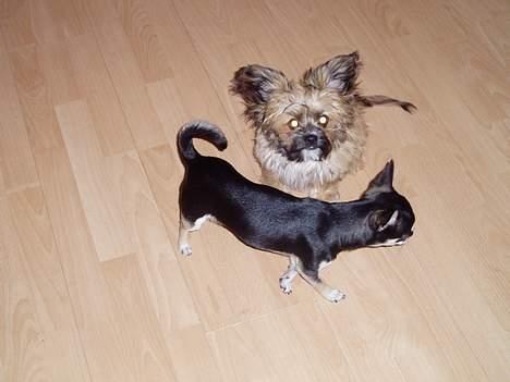 Chihuahua gucci - ja så er mig og mingus stået op;) billede 4