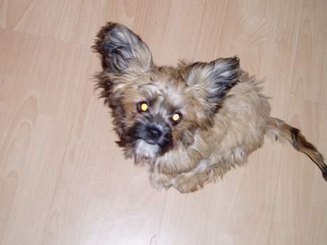 Chihuahua gucci - ja lidt større er jeg da blevet ;) billede 5