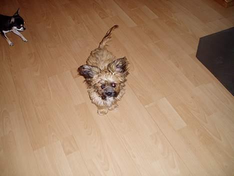 Chihuahua gucci - hejsa. billede 6