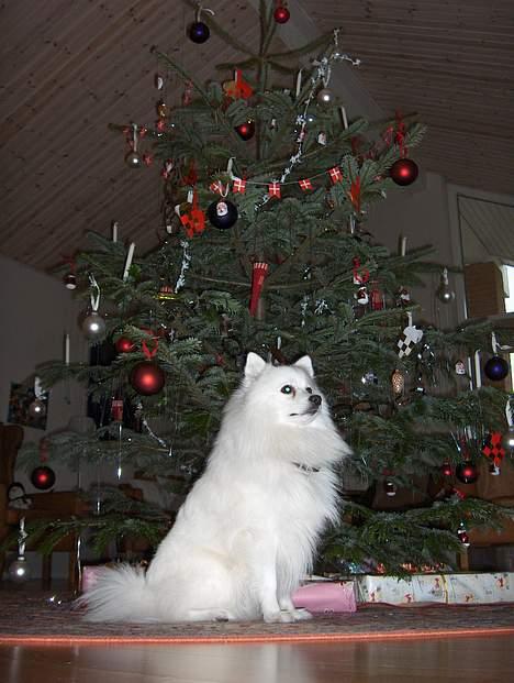 Japansk spids Benji - jaaaa.. juletræet er kommet ind billede 8
