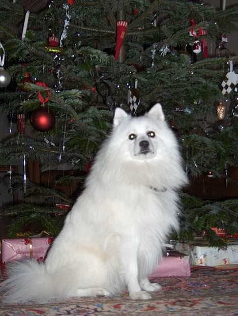 Japansk spids Benji - hehe... skal jeg nu også kigge på dig og alting billede 9