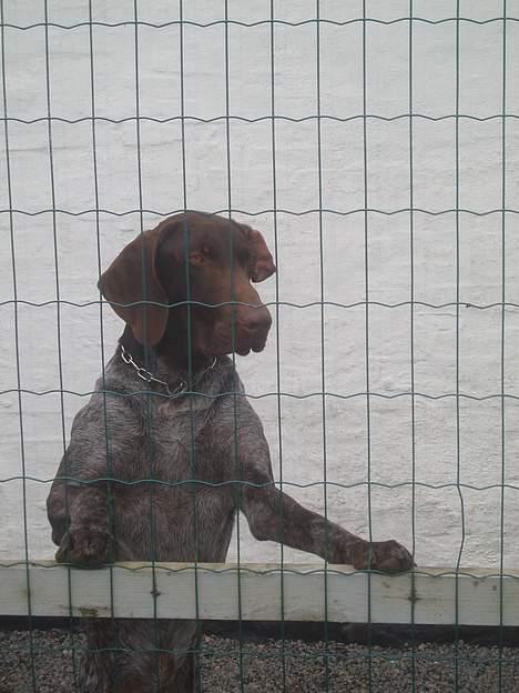 Korthåret hønsehund Marster  - se lige mig ;D jeg er i min hunde gård :P billede 2