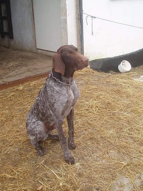 Korthåret hønsehund Marster  - Se der er en hest Eller ? <3 billede 4