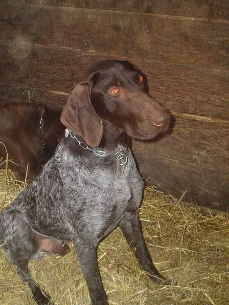 Korthåret hønsehund Marster  - inde i boksen billede 5