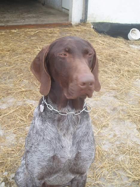 Korthåret hønsehund Marster  - ude ved alle vores folde :P billede 6