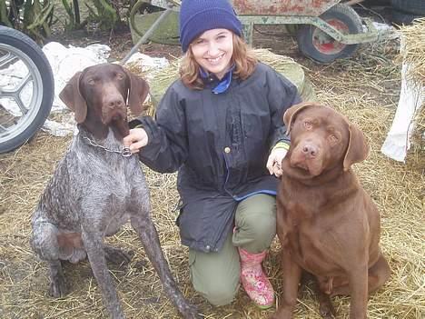 Korthåret hønsehund Marster  billede 7