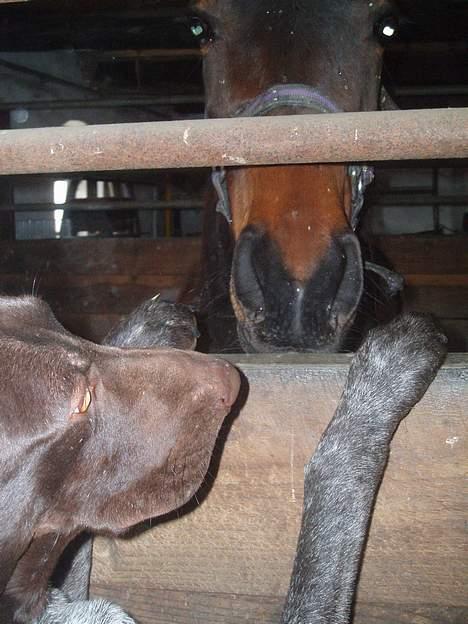 Korthåret hønsehund Marster  - Hej Hej Lille hest Laura  billede 8