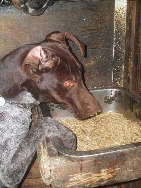 Korthåret hønsehund Marster  - Er her en mus ? Jeg elsker mus billede 9