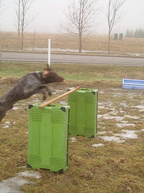 Korthåret hønsehund Marster  - Ja her springer jeg med fuld fart .  billede 10