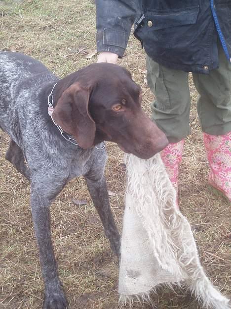 Korthåret hønsehund Marster  - Se lige det her stof .. er det ikke flot ? :) billede 11