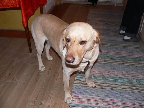 Labrador retriever Luffe - Hvorfor så trist? billede 20