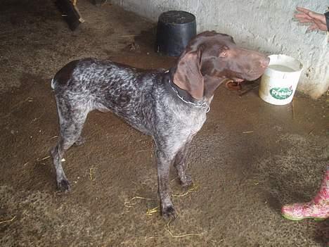 Korthåret hønsehund Marster  - Mig i stalden billede 12