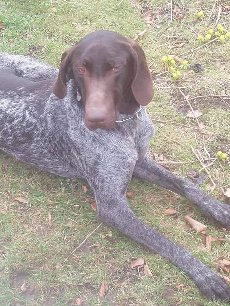 Korthåret hønsehund Marster  - Dejligt at ligge her i solen og i haven billede 13