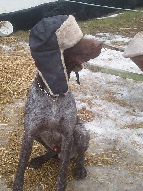 Korthåret hønsehund Marster  - Se lige min flotte Hat 8D er den ikke bare SEJ ? :P <3 billede 14