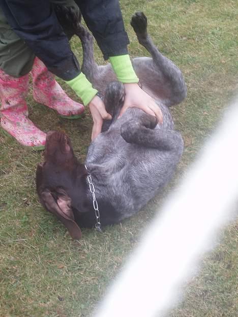 Korthåret hønsehund Marster  - Ej Terese.. du må ikke kilde mig HAHAHAHAHAHAHA.... :D billede 15