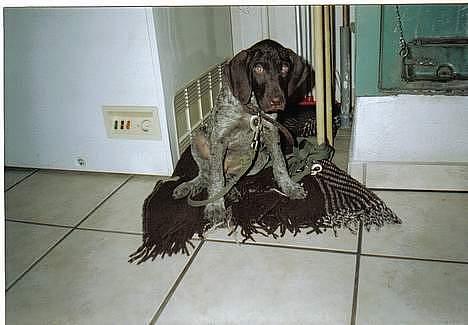 Korthåret hønsehund Marster  - Marster som kun 6 uger gammel <3 ;D lille skid billede 16