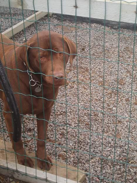 Labrador retriever Sepp - Mig i hunde gården ;D billede 5