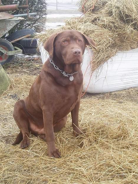 Labrador retriever Sepp - er jeg ikke bare smuk ? <3 billede 6