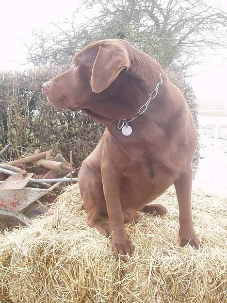Labrador retriever Sepp - Hvem er der ? =) billede 8