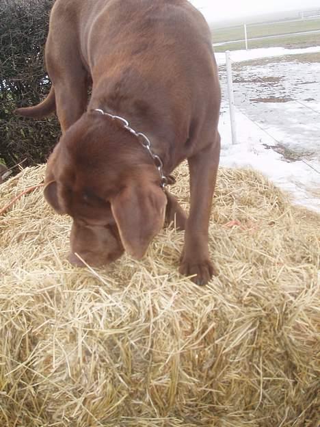 Labrador retriever Sepp - Er der nogen mus der nede ? 8D <3 billede 9