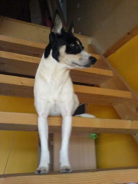 Dansk svensk gaardhund max billede 16