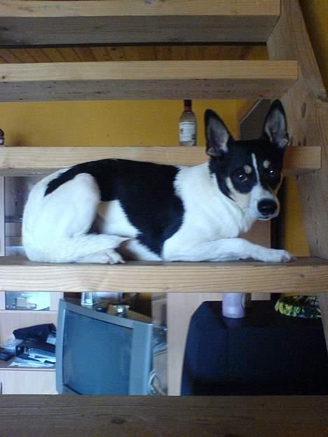 Dansk svensk gaardhund max billede 17