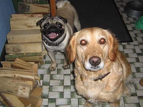 Golden retriever Bonnie billede 9