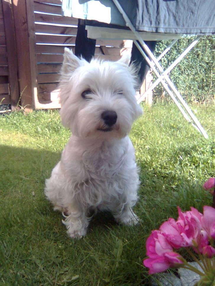 West highland white terrier Luna billede 1