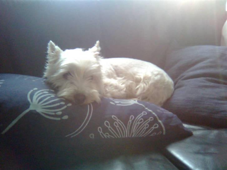West highland white terrier Luna - Her kunne man da godt sidde et par timer.. billede 2