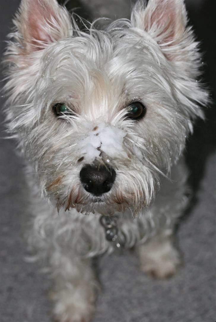 West highland white terrier Luna - Jeg er helt pjattet med sne.. billede 3