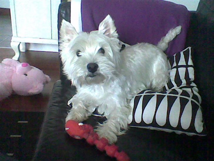 West highland white terrier Luna billede 4