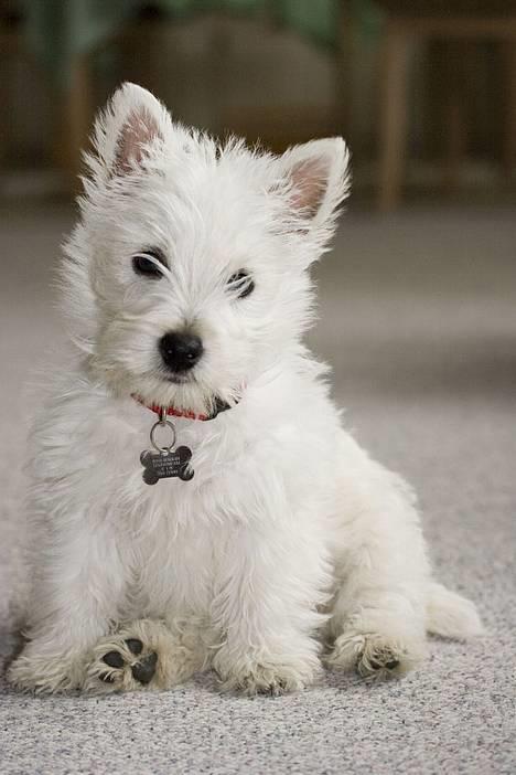 West highland white terrier Luna - Er jeg ikk ´bare fotogen eller hvad? :) billede 5