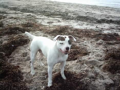 Amerikansk bulldog cleo - nu er jeg så taget en tur på stranden. billede 11