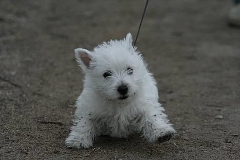 West highland white terrier Luna - Jeg er altid klar på en gåtur også selv om jeg hurigt bliver lidt beskidt. billede 7