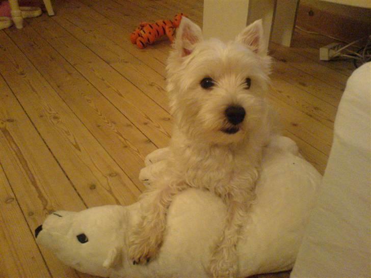 West highland white terrier Luna billede 10