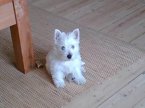 West highland white terrier Luna - Står ved siden af vores sofabord..er ikke så stor endnu. billede 11