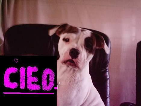 Amerikansk bulldog cleo - MIG. billede 12