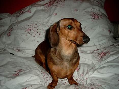 Gravhund Fiffig Jørgensen billede 2