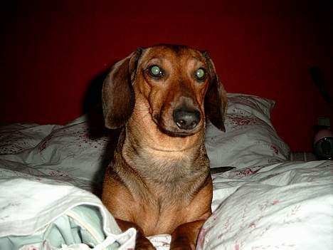 Gravhund Fiffig Jørgensen billede 3