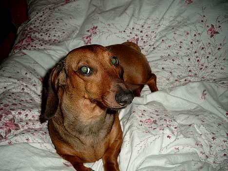 Gravhund Fiffig Jørgensen billede 4