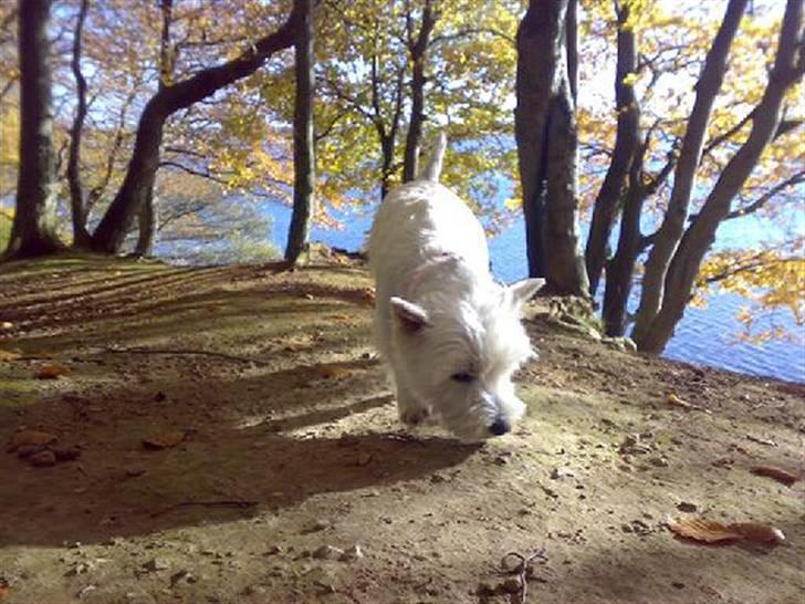 West highland white terrier Luna billede 15