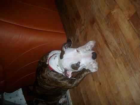 Amerikansk staffordshire terrier Bitte Lady - jeg er total død..!! billede 1