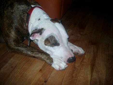 Amerikansk staffordshire terrier Bitte Lady - ikke mere.. for meget lys..!! billede 2