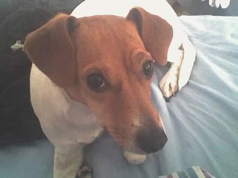 Blanding af racer Sille - Arj jeg drejer alså hovedet liiiiige om lidt billede 1