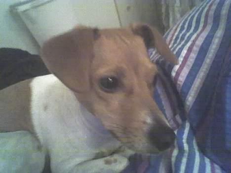 Blanding af racer Sille - Mon min ejer er ved at finde nogle hundekiks til mig? billede 2