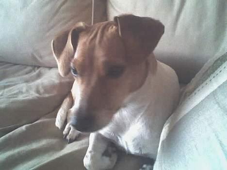 Blanding af racer Sille - Jeg har lige sneget mig op i mine "bedsteforældres" sofa og hvis jeg nu ligger helt stille, så opdager de mig nok ikk... billede 3